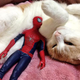 Illustration for article titled Spider-Man Shows His Sensitive Side with Cats